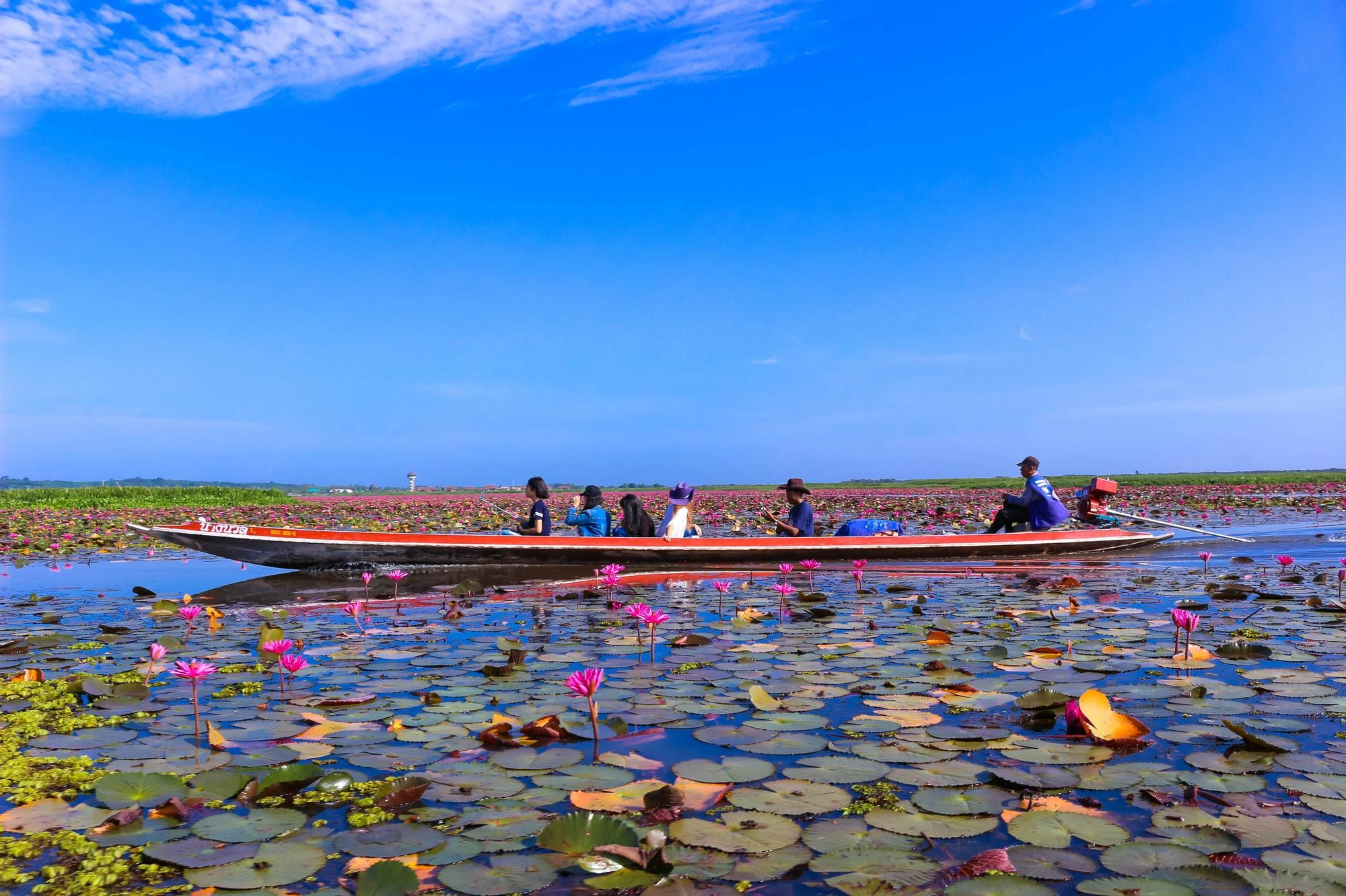 Satla Shapla Beel: A Hidden Paradise of Water Lilies in Bangladesh