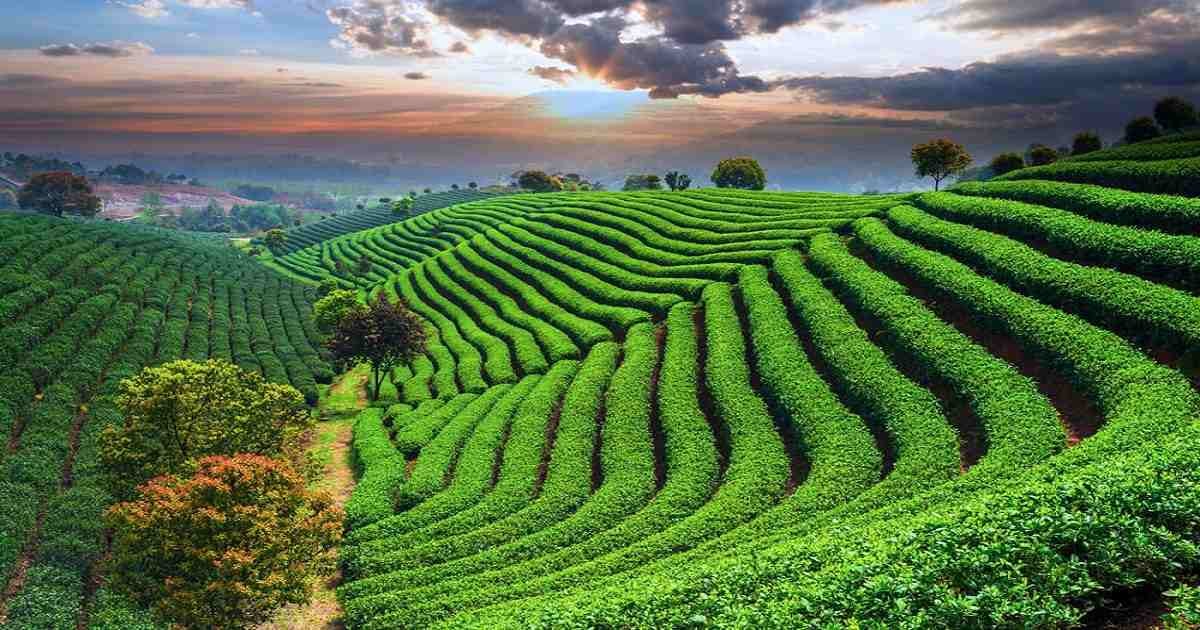 The Beautiful Tea Gardens of Sylhet: A Natural Paradise in Bangladesh